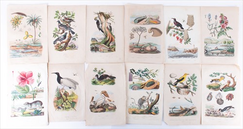 Lot 93 - Felix Edouard Guerin-Meneville (1799-1874)...