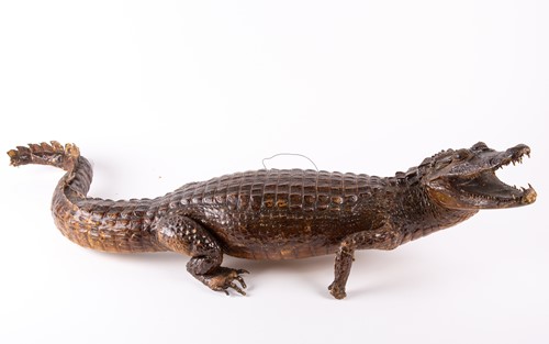 Lot 285 - Taxidermy. A 19th century caiman, modelled...