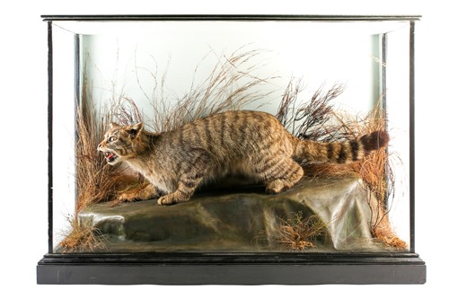 Lot 490 - Taxidermy - a Scottish Wildcat (Felis...