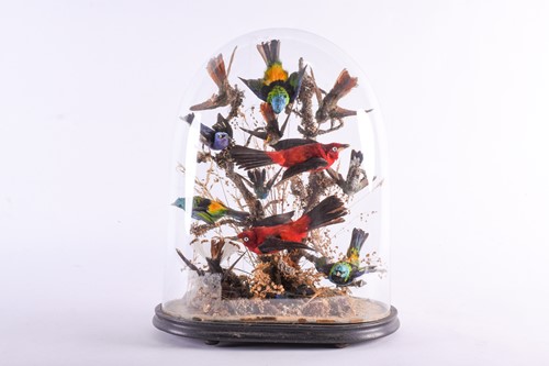 Lot 448 - A 19th century taxidermy group of birds,...