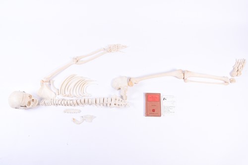 Lot 475 - An early 20th century medical-study partial...