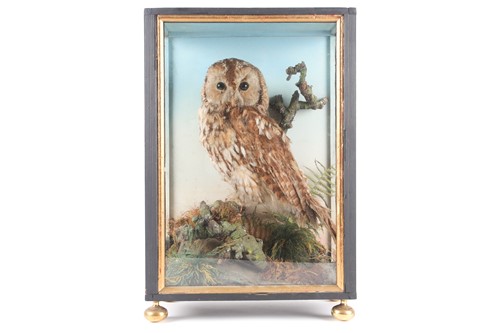 Lot 184 - A Victorian taxidermy display of an owl...