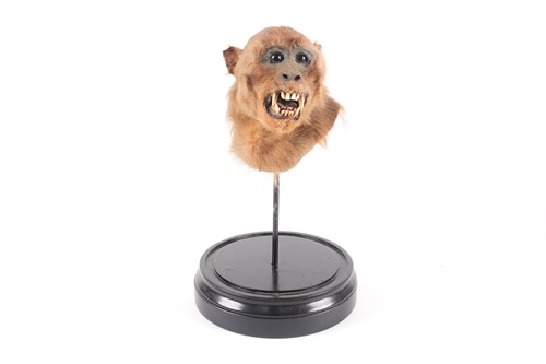 Lot 158 - A Victorian taxidermist head and shoulders...