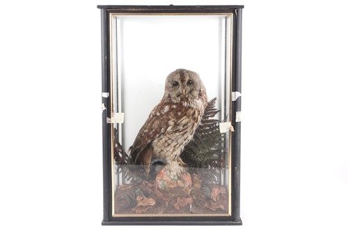 Lot 172 - An early 20th century taxidermists display of...