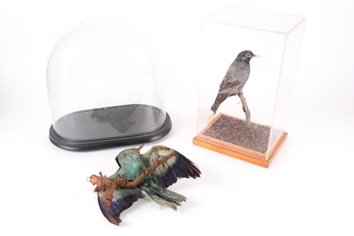 Lot 317 - A victorian taxidermist display of a tropical...