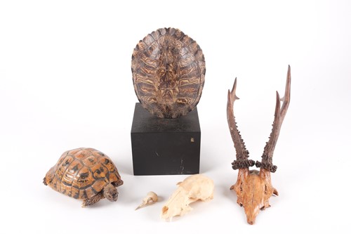 Lot 41 - A naturalists display of a vacant, polished...