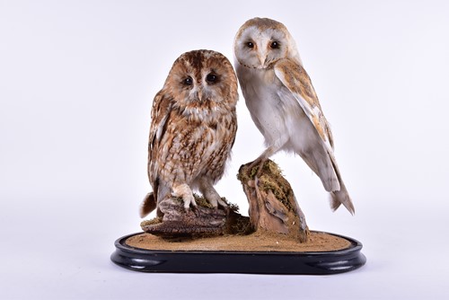 Lot 239 - A stuffed and mounted taxidermists arrangement...