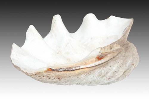 Lot 218 - A large and impressive single giant clam...