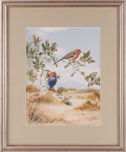 Lot 59 - Rena Fennessy (20th century), Purple Grenadier,...