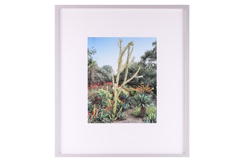 Lot 43 - Scott McFarland (b.1975) Canadian, Euphorbia...