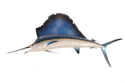 Lot 157 - Taxidermy: a large, professionally worked...