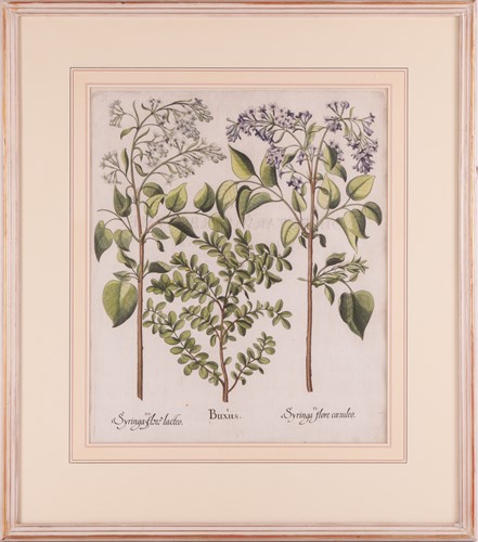 Lot 30 - Basilius Besler (German 1561-1629) Two...