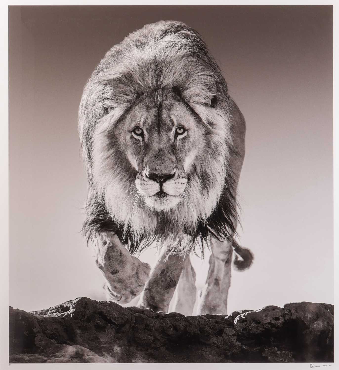 Lot 42 - David Yarrow (British b.1966) Genesis (2017)...