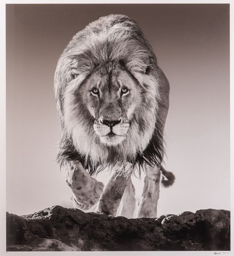 Lot 42 - David Yarrow (British b.1966) Genesis (2017)...
