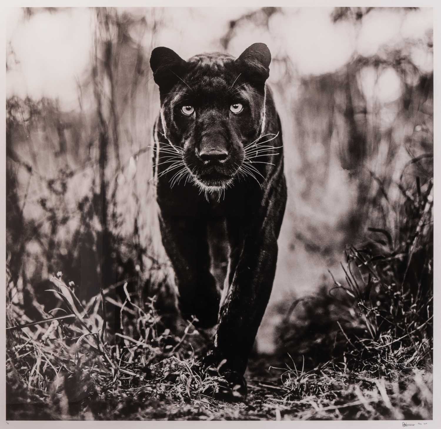 Lot 103 - David Yarrow (British b.1966) The Superhero...