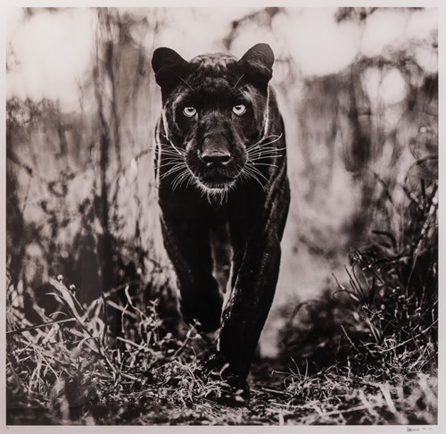 Lot 103 - David Yarrow (British b.1966) The Superhero...
