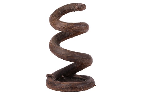 Lot 20 - Taxidermy: a large rock python, vertically...